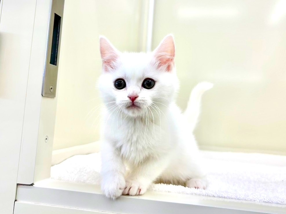 東京都のマンチカン (かねだい本町田店/2025年10月3日生まれ/男の子/ホワイト)の子猫の4枚目の画像