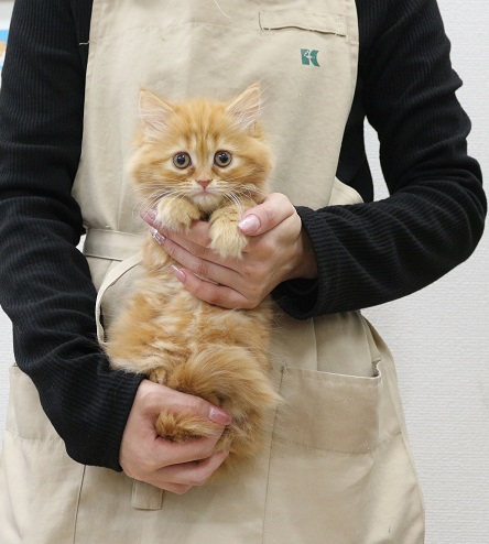 神奈川県のラガマフィン (かねだい伊勢原店/2025年10月12日生まれ/女の子/レッドタビー)の子猫