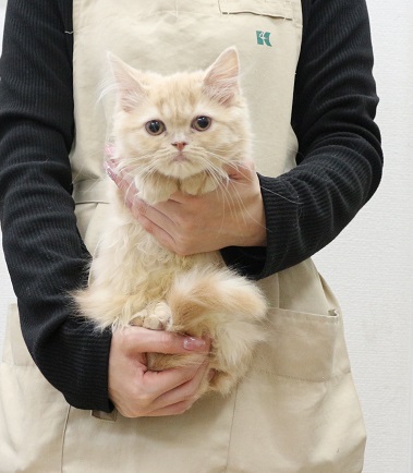 神奈川県のサイベリアン (かねだい伊勢原店/2025年10月8日生まれ/女の子/クリームタビー)の子猫