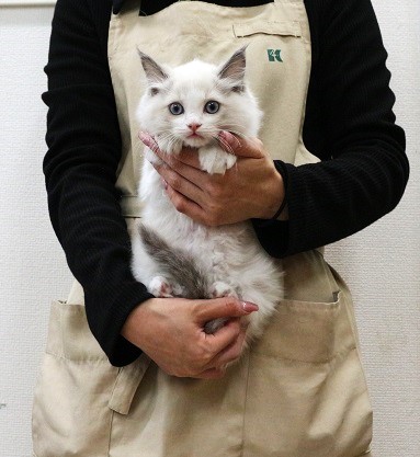 神奈川県のラグドール (かねだい伊勢原店/2025年10月3日生まれ/男の子/ブルーポイントバイカラー)の子猫