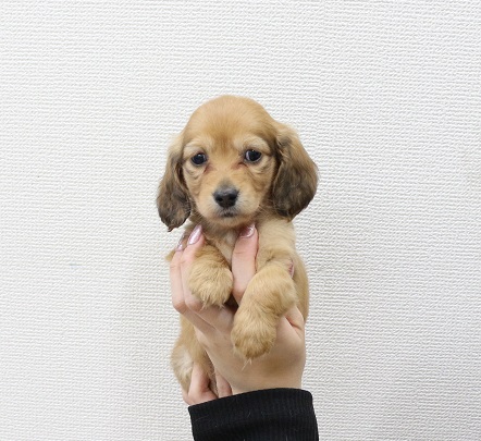 神奈川県のミニチュアダックスフンド(ロング) (かねだい伊勢原店/2025年10月12日生まれ/女の子/レッド)の子犬