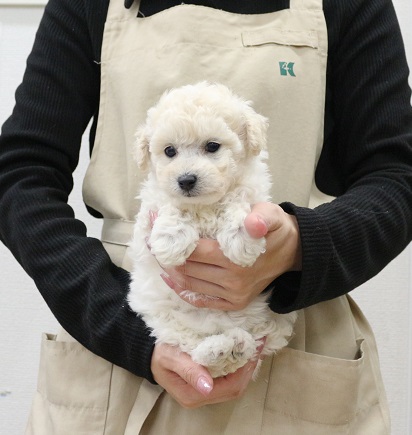 神奈川県のトイプードル(トイ) (かねだい伊勢原店/2025年10月12日生まれ/女の子/クリーム)の子犬