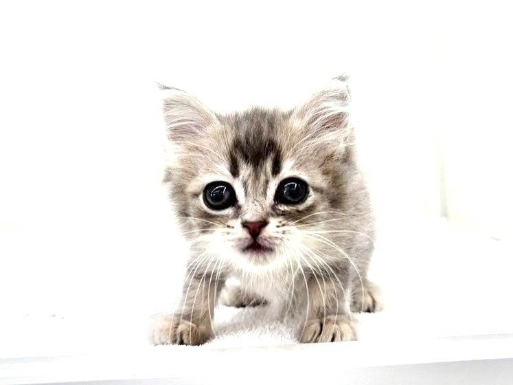 東京都のスコティッシュフォールド (かねだい本町田店/2025年10月11日生まれ/男の子/ブルータビー)の子猫の3枚目の画像