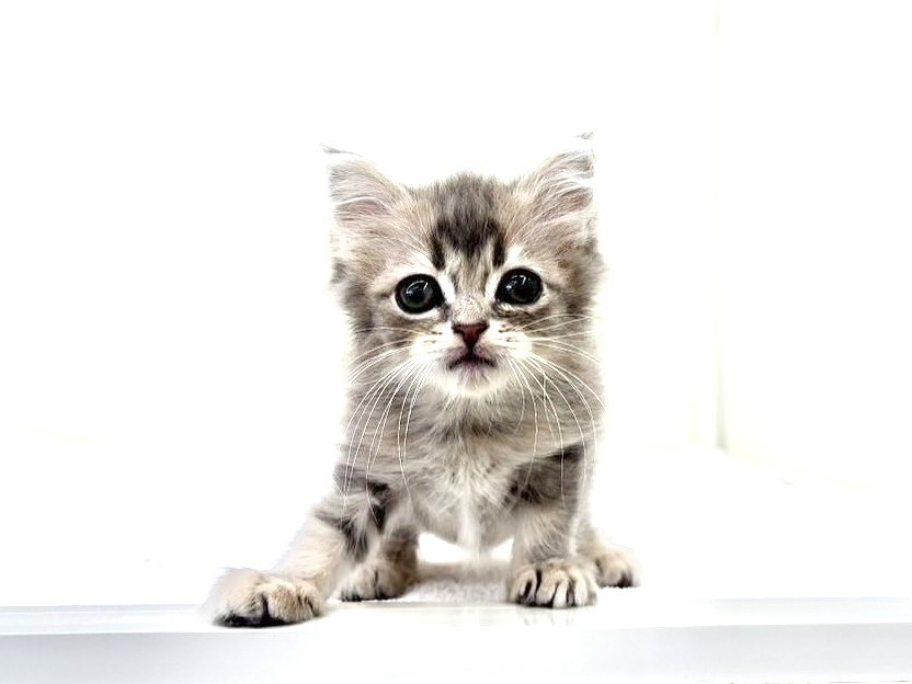 価格の安いお手頃価格のキュートな猫ちゃん大集合 / ペットショップ