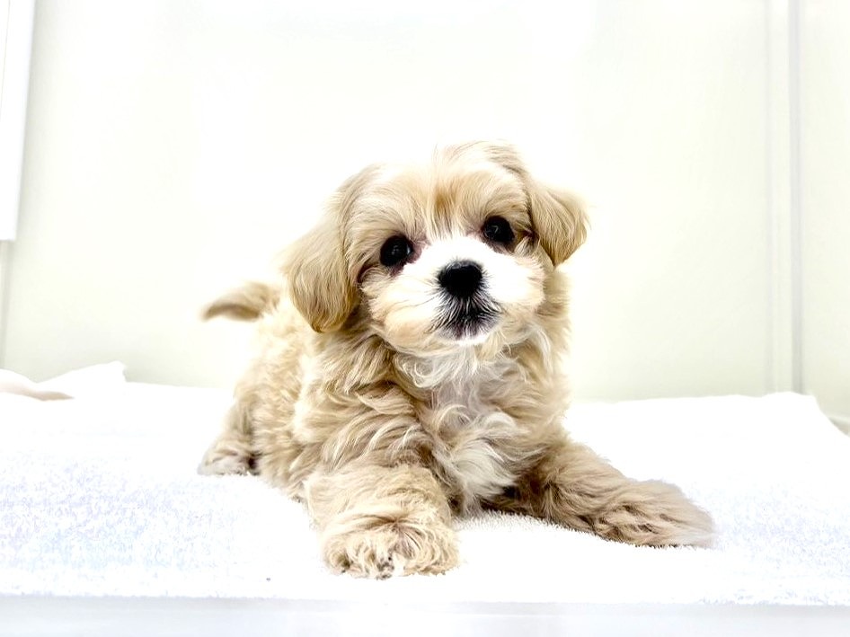 東京都のマルプー(マルチーズ×プードル) (かねだい本町田店/2025年10月10日生まれ/男の子/アプリコットホワイト)の子犬の1枚目の画像