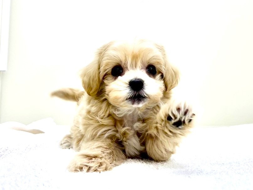 東京都のマルプー(マルチーズ×プードル) (かねだい本町田店/2025年10月10日生まれ/男の子/アプリコットホワイト)の子犬の2枚目の画像