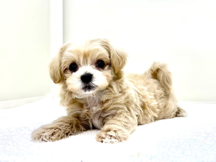 東京都のマルプー(マルチーズ×プードル) (かねだい本町田店/2025年10月10日生まれ/男の子/アプリコットホワイト)の子犬の3枚目の画像