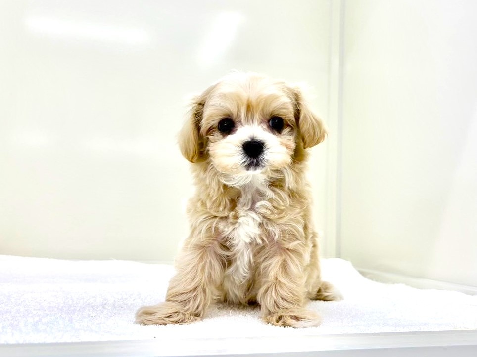 東京都のマルプー(マルチーズ×プードル) (かねだい本町田店/2025年10月10日生まれ/男の子/アプリコットホワイト)の子犬の4枚目の画像