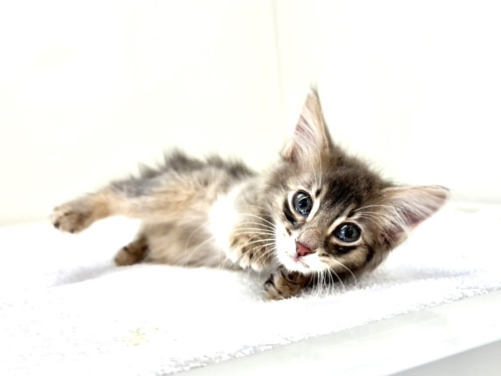 東京都のソマベン (かねだい本町田店/2025年10月8日生まれ/男の子/ブルー)の子猫の1枚目の画像