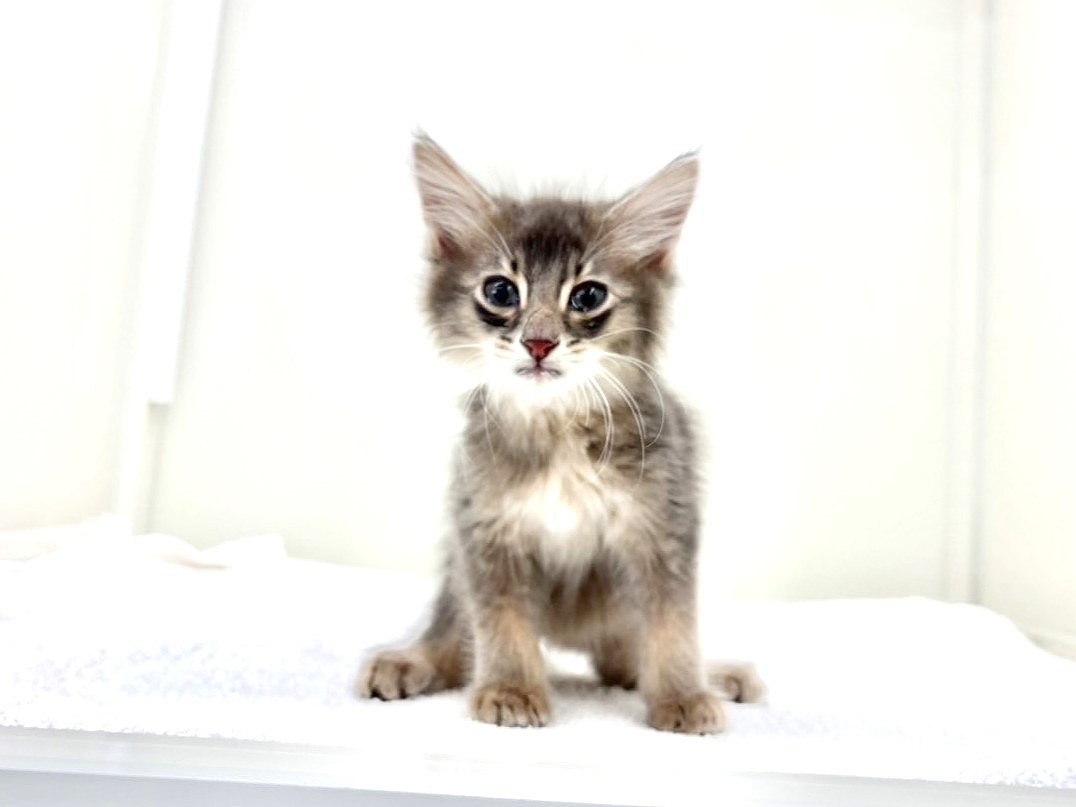 東京都のソマベン (かねだい本町田店/2025年10月8日生まれ/男の子/ブルー)の子猫の3枚目の画像