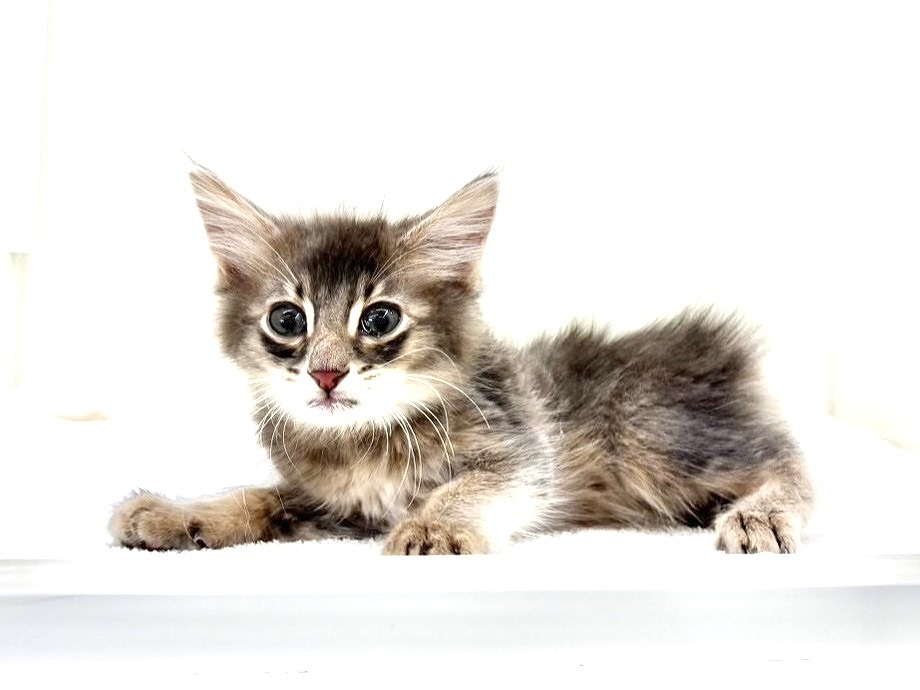 東京都のソマベン (かねだい本町田店/2025年10月8日生まれ/男の子/ブルー)の子猫の4枚目の画像