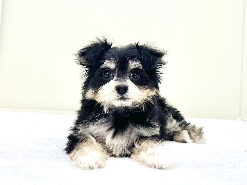 東京都のチワマル/マルチワ(チワワ×マルチーズ) (かねだい本町田店/2025年9月27日生まれ/男の子/ブラックタン)の子犬の1枚目の画像