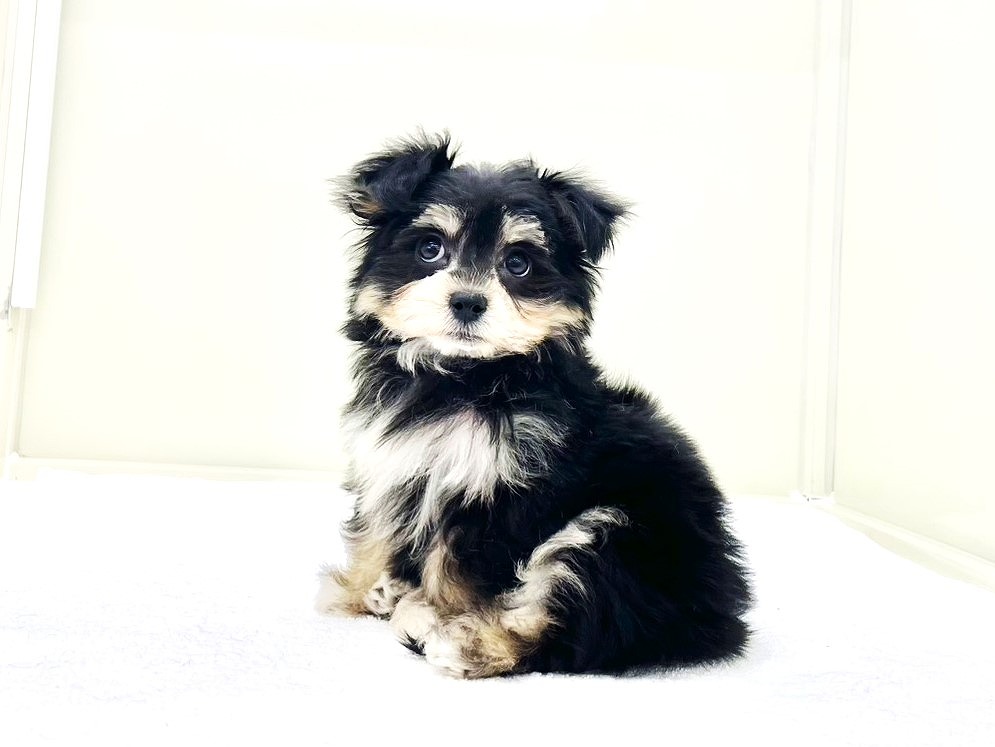 東京都のチワマル/マルチワ(チワワ×マルチーズ) (かねだい本町田店/2025年9月27日生まれ/男の子/ブラックタン)の子犬の2枚目の画像