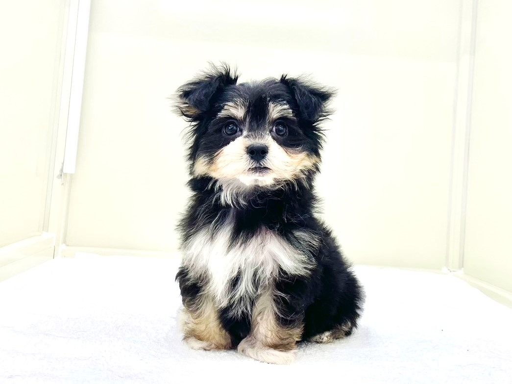 東京都のチワマル/マルチワ(チワワ×マルチーズ) (かねだい本町田店/2025年9月27日生まれ/男の子/ブラックタン)の子犬の4枚目の画像