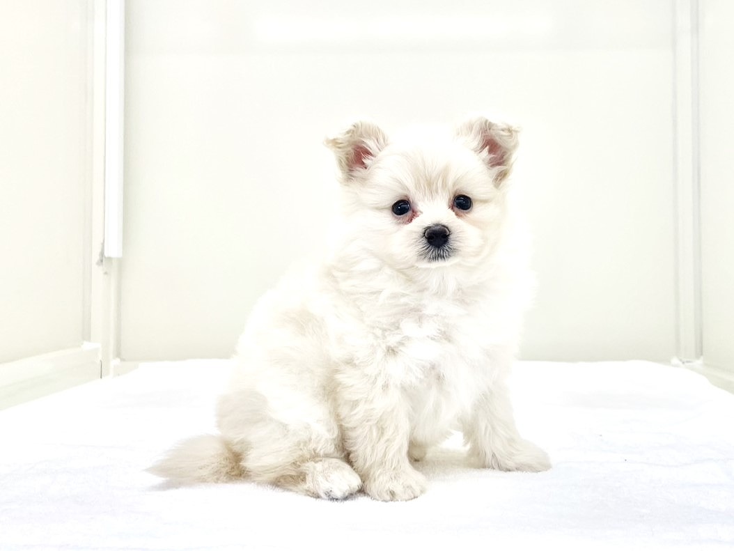 東京都のポメプー(ポメラニアン×プードル) (かねだい本町田店/2025年10月10日生まれ/男の子/クリーム)の子犬の1枚目の画像