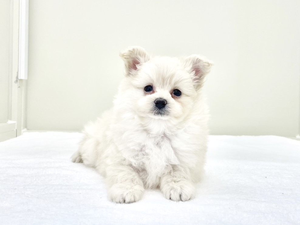 東京都のポメプー(ポメラニアン×プードル) (かねだい本町田店/2025年10月10日生まれ/男の子/クリーム)の子犬の2枚目の画像