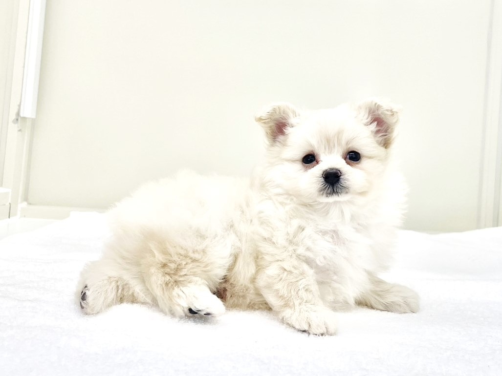 東京都のポメプー(ポメラニアン×プードル) (かねだい本町田店/2025年10月10日生まれ/男の子/クリーム)の子犬の3枚目の画像