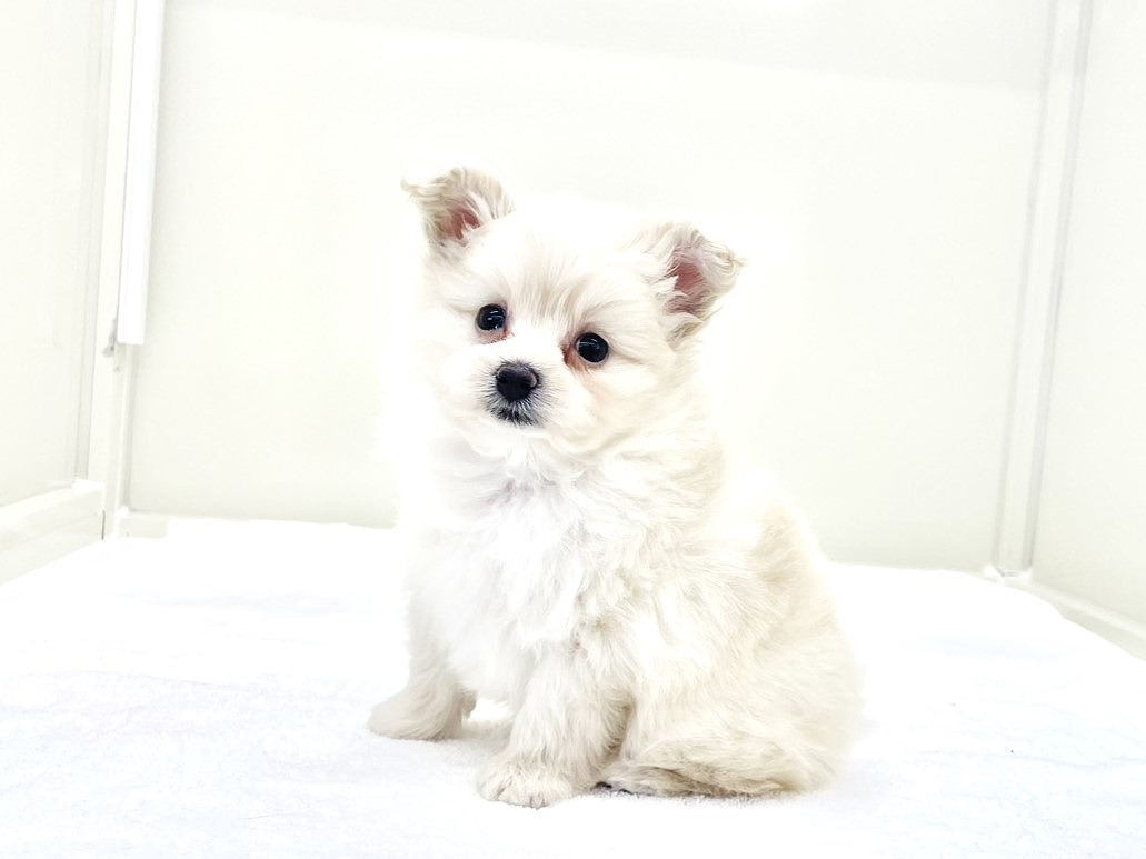 東京都のポメプー(ポメラニアン×プードル) (かねだい本町田店/2025年10月10日生まれ/男の子/クリーム)の子犬の4枚目の画像