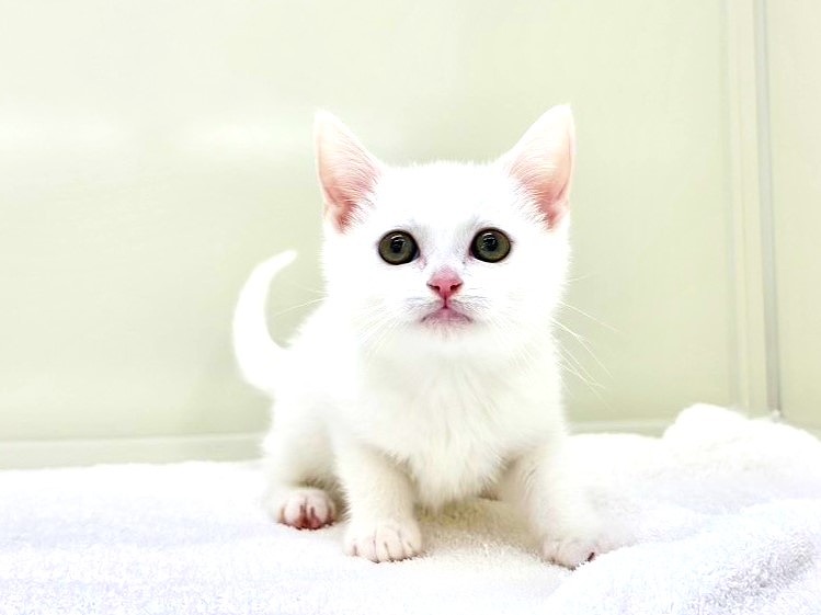 東京都のマンチカン (かねだい本町田店/2025年10月3日生まれ/男の子/ホワイト)の子猫の1枚目の画像