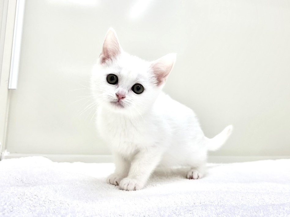 東京都のマンチカン (かねだい本町田店/2025年10月3日生まれ/男の子/ホワイト)の子猫の2枚目の画像