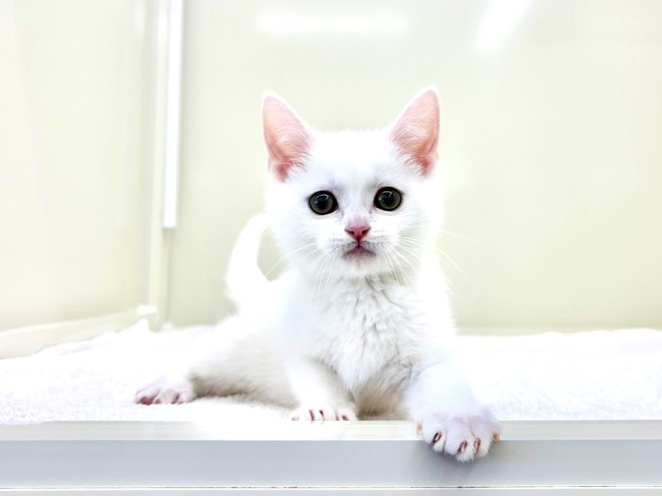 東京都のマンチカン (かねだい本町田店/2025年10月3日生まれ/男の子/ホワイト)の子猫の3枚目の画像