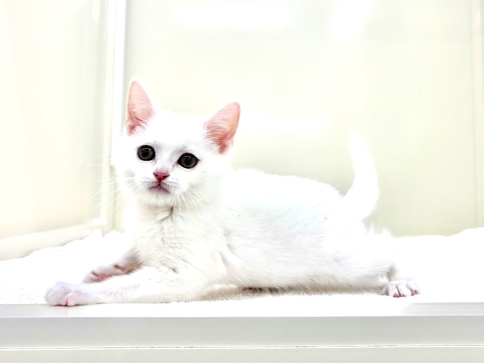 東京都のマンチカン (かねだい本町田店/2025年10月3日生まれ/男の子/ホワイト)の子猫の4枚目の画像