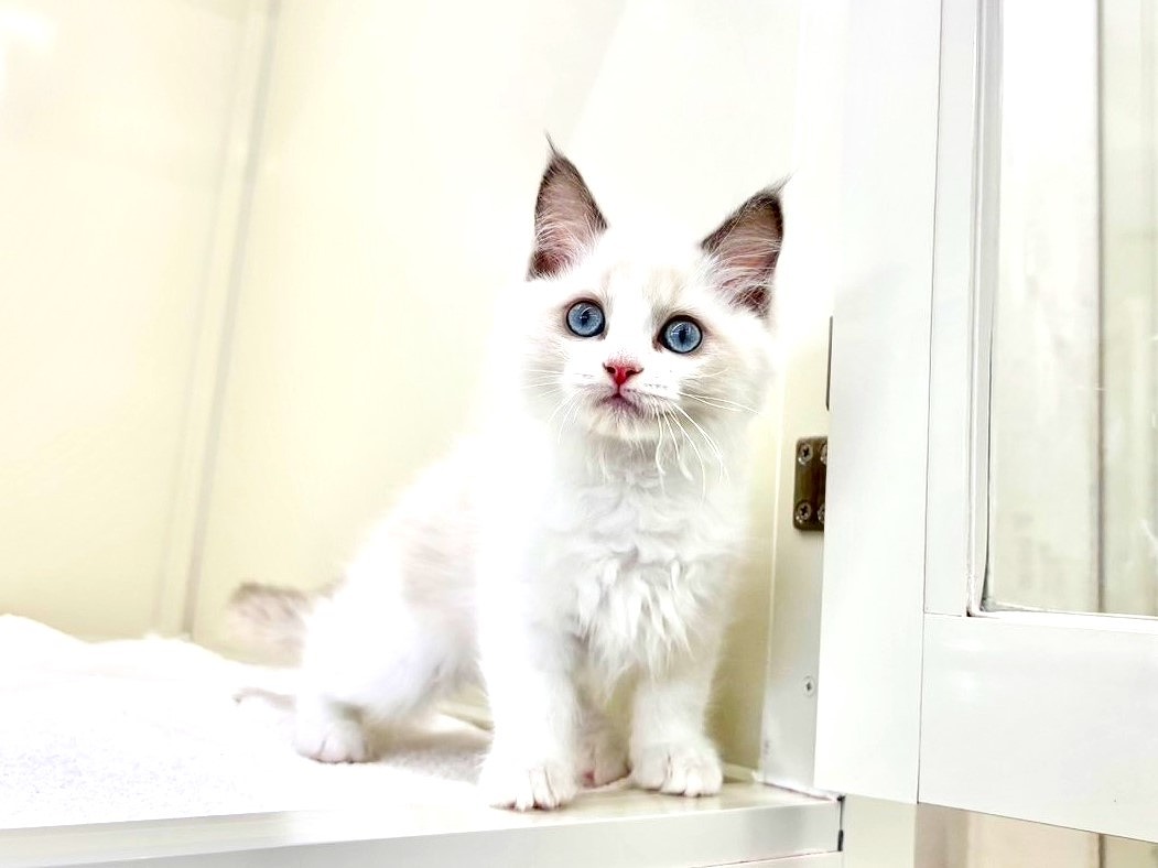 東京都のラグドール (かねだい本町田店/2025年9月25日生まれ/女の子/ブルーポイントバイカラー)の子猫の2枚目の画像