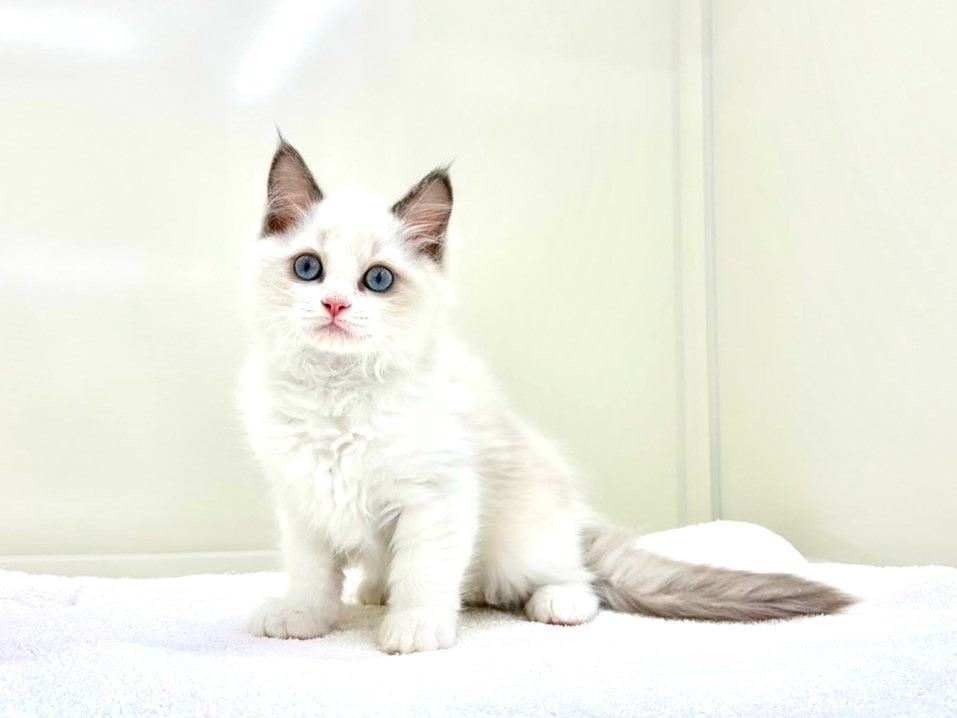 東京都のラグドール (かねだい本町田店/2025年9月25日生まれ/女の子/ブルーポイントバイカラー)の子猫の3枚目の画像