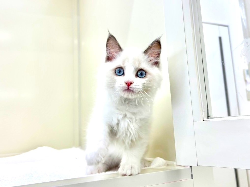 東京都のラグドール (かねだい本町田店/2025年9月25日生まれ/女の子/ブルーポイントバイカラー)の子猫の4枚目の画像