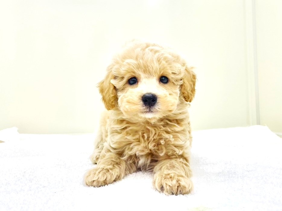 東京都のトイプードル(トイ) (かねだい本町田店/2025年10月11日生まれ/男の子/クリーム)の子犬の1枚目の画像