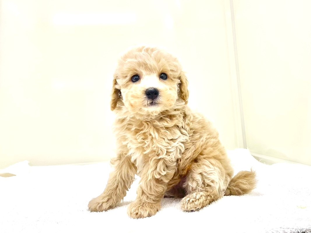 東京都のトイプードル(トイ) (かねだい本町田店/2025年10月11日生まれ/男の子/クリーム)の子犬の2枚目の画像