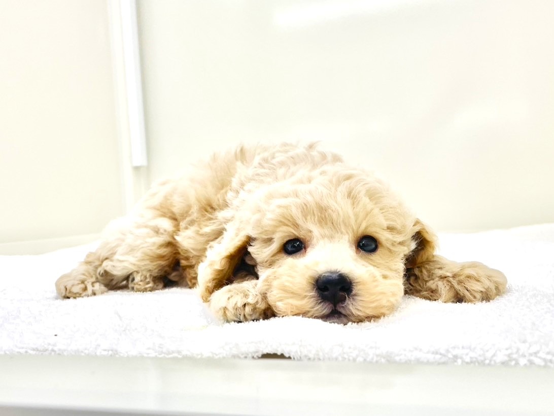 東京都のトイプードル(トイ) (かねだい本町田店/2025年10月11日生まれ/男の子/クリーム)の子犬の3枚目の画像
