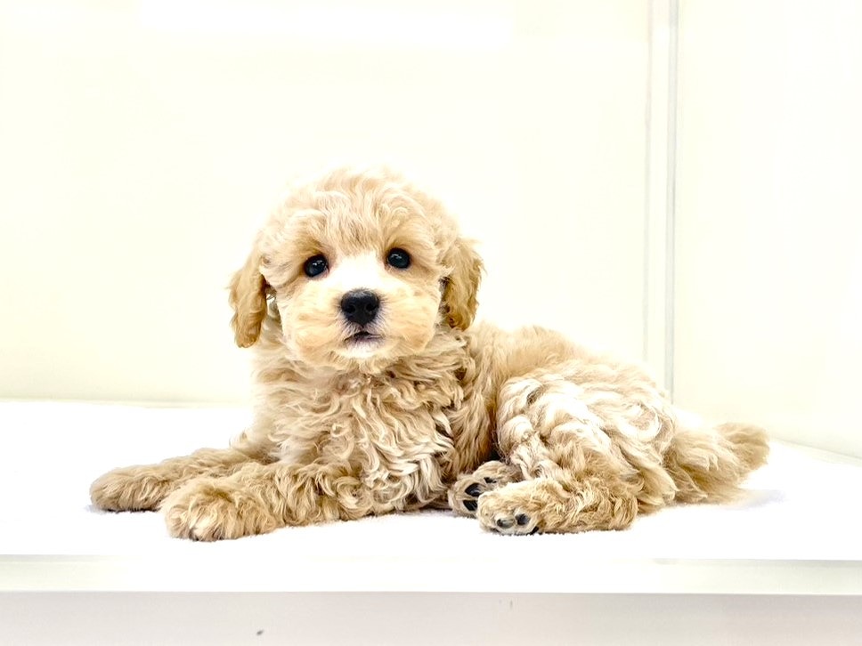 東京都のトイプードル(トイ) (かねだい本町田店/2025年10月11日生まれ/男の子/クリーム)の子犬の4枚目の画像