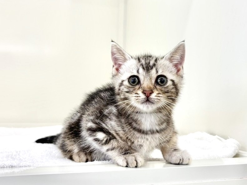 東京都のアメリカンショートヘアー (かねだい本町田店/2025年9月22日生まれ/男の子/シルバータビー)の子猫の1枚目の画像