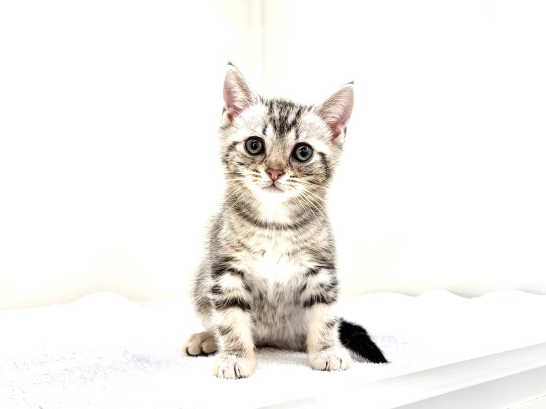 東京都のアメリカンショートヘアー (かねだい本町田店/2025年9月22日生まれ/男の子/シルバータビー)の子猫の2枚目の画像