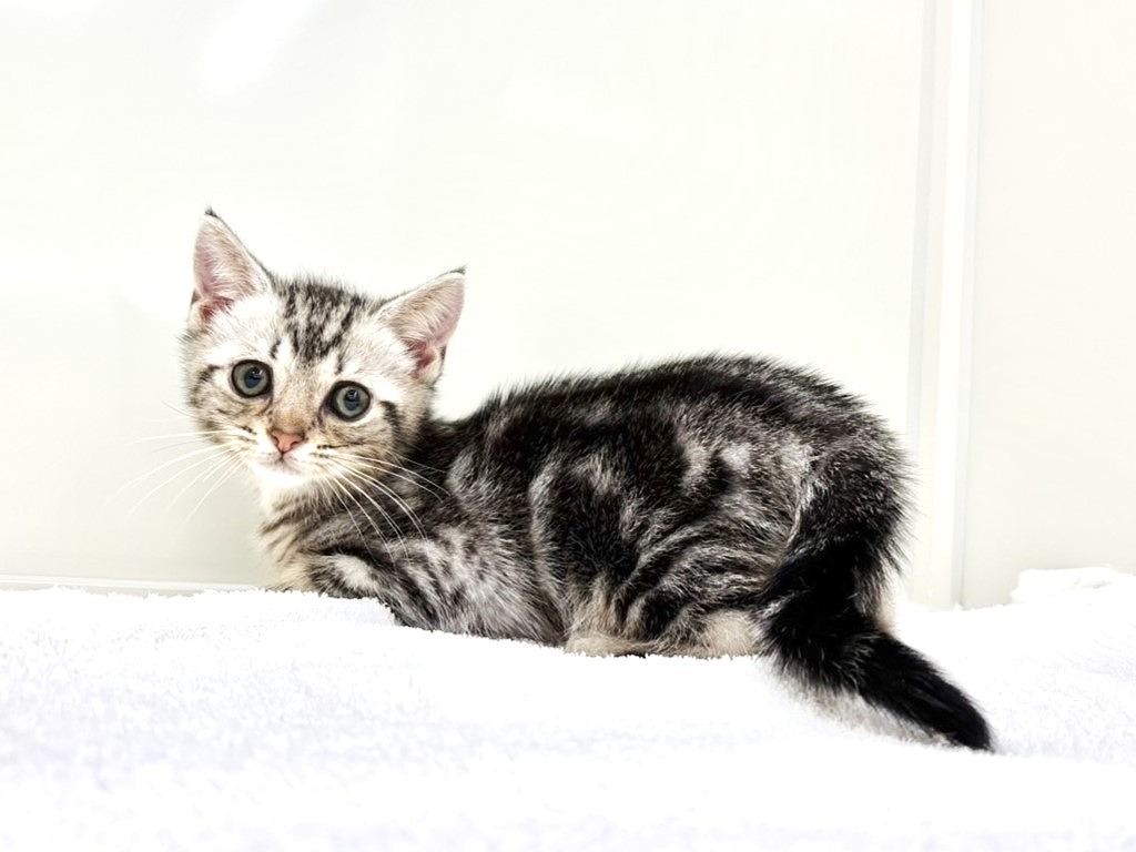 東京都のアメリカンショートヘアー (かねだい本町田店/2025年9月22日生まれ/男の子/シルバータビー)の子猫の3枚目の画像