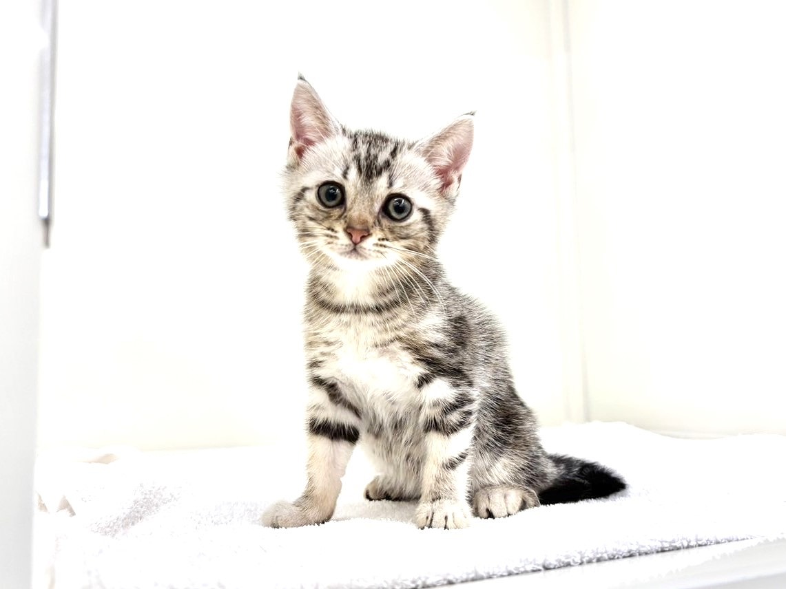 東京都のアメリカンショートヘアー (かねだい本町田店/2025年9月22日生まれ/男の子/シルバータビー)の子猫の4枚目の画像