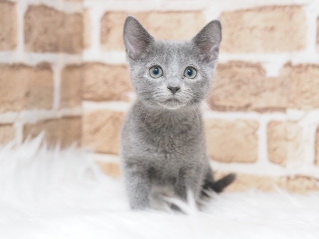 埼玉県のロシアンブルー (かねだい戸田店/2025年10月11日生まれ/女の子/ブルー)の子猫