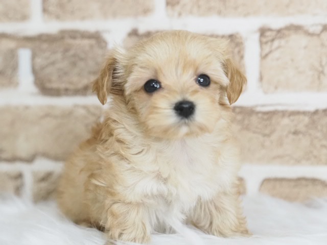 埼玉県のマルプー(マルチーズ×プードル) (かねだい戸田店/2025年10月13日生まれ/男の子/アプリコット)の子犬