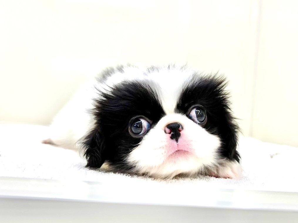 東京都の狆 (かねだい本町田店/2025年10月13日生まれ/女の子/白黒)の子犬の1枚目の画像