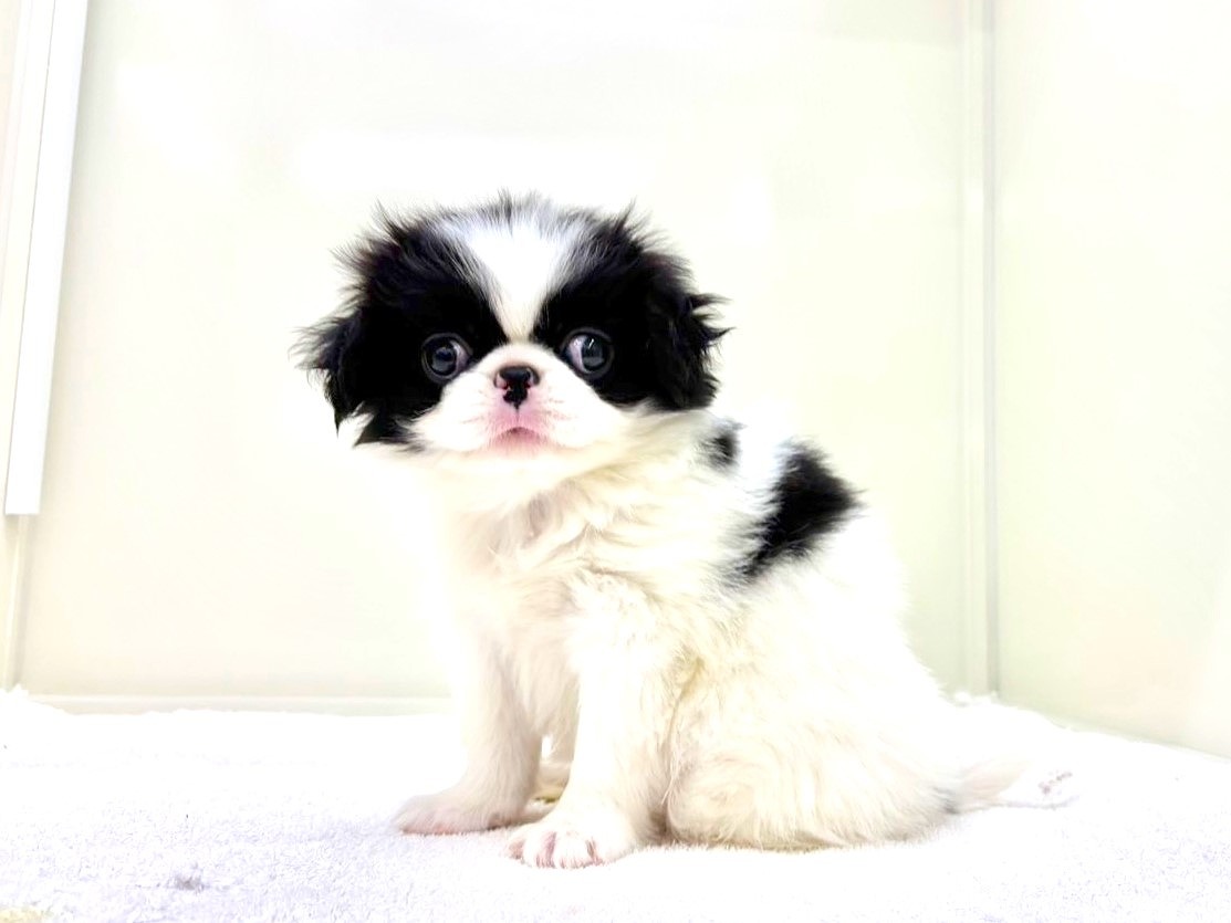 東京都の狆 (かねだい本町田店/2025年10月13日生まれ/女の子/白黒)の子犬の2枚目の画像