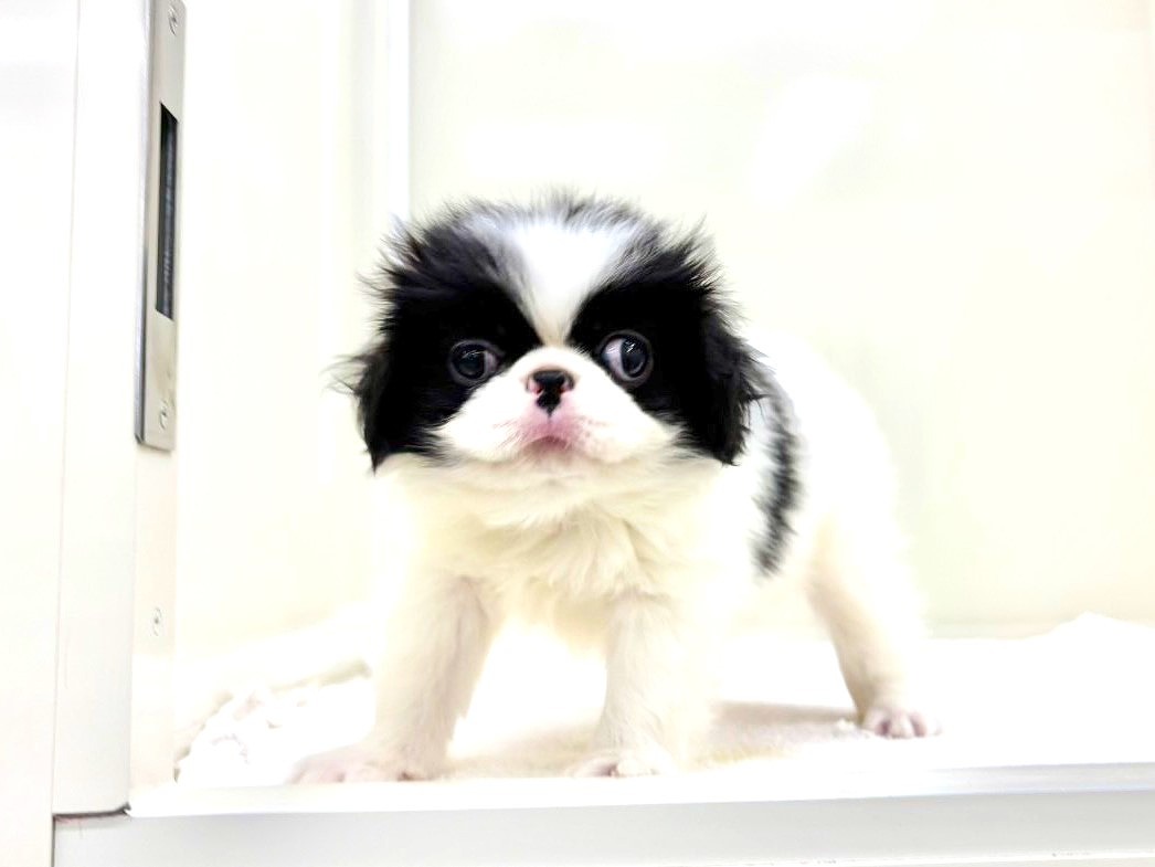 東京都の狆 (かねだい本町田店/2025年10月13日生まれ/女の子/白黒)の子犬の4枚目の画像