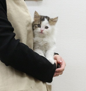 神奈川県のラガマフィン (かねだい伊勢原店/2025年10月12日生まれ/男の子/ブラウンタビーホワイト)の子猫