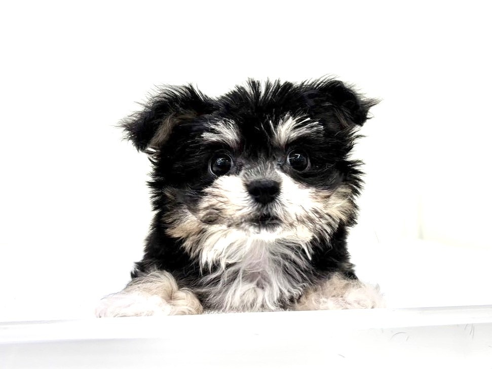 東京都のチワマル/マルチワ(チワワ×マルチーズ) (かねだい本町田店/2025年9月27日生まれ/女の子/ブラックタン)の子犬の1枚目の画像