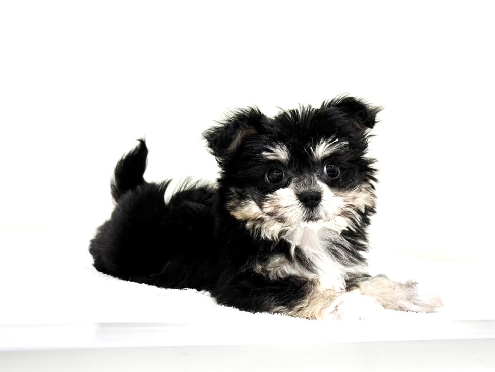 東京都のチワマル/マルチワ(チワワ×マルチーズ) (かねだい本町田店/2025年9月27日生まれ/女の子/ブラックタン)の子犬の2枚目の画像