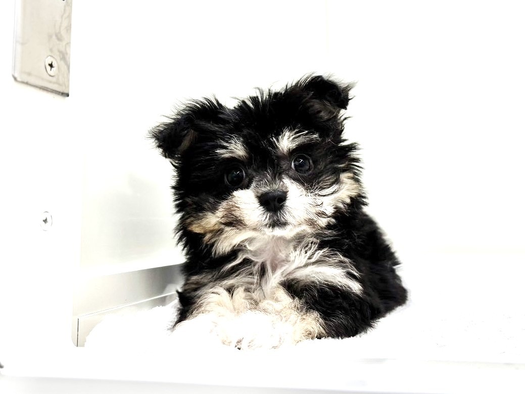 東京都のチワマル/マルチワ(チワワ×マルチーズ) (かねだい本町田店/2025年9月27日生まれ/女の子/ブラックタン)の子犬の3枚目の画像