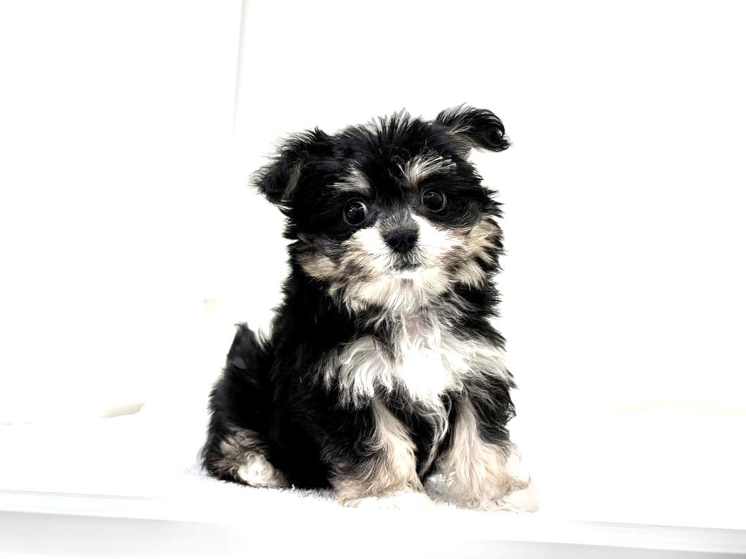 東京都のチワマル/マルチワ(チワワ×マルチーズ) (かねだい本町田店/2025年9月27日生まれ/女の子/ブラックタン)の子犬の4枚目の画像