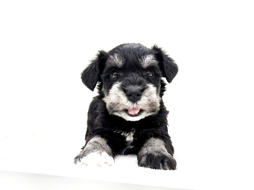 東京都のミニチュアシュナウザー (かねだい本町田店/2025年10月10日生まれ/男の子/ブラックシルバー)の子犬の1枚目の画像