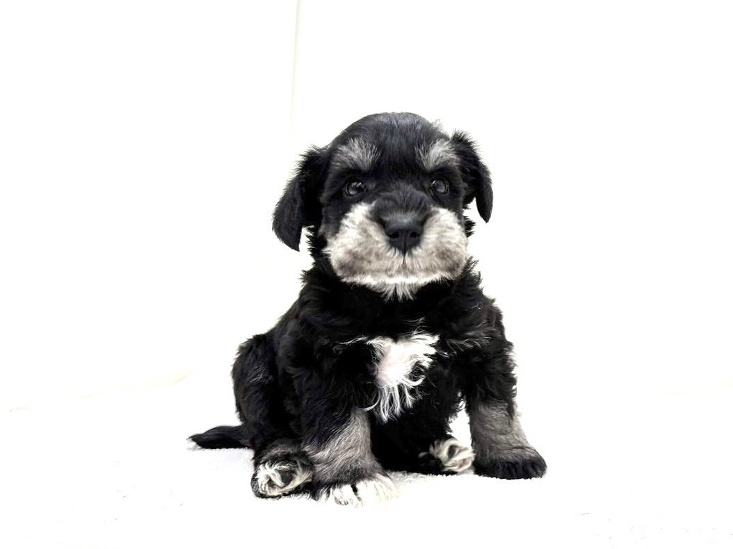 東京都のミニチュアシュナウザー (かねだい本町田店/2025年10月10日生まれ/男の子/ブラックシルバー)の子犬の2枚目の画像