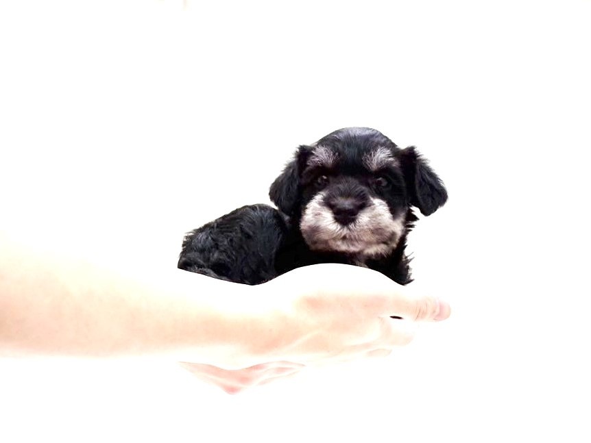 東京都のミニチュアシュナウザー (かねだい本町田店/2025年10月10日生まれ/男の子/ブラックシルバー)の子犬の3枚目の画像